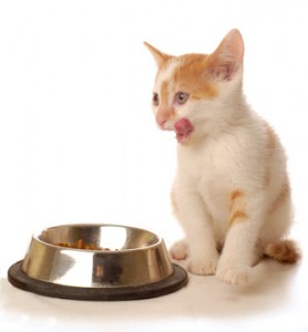 white and orange kitten sitting at food dish - licking lips.